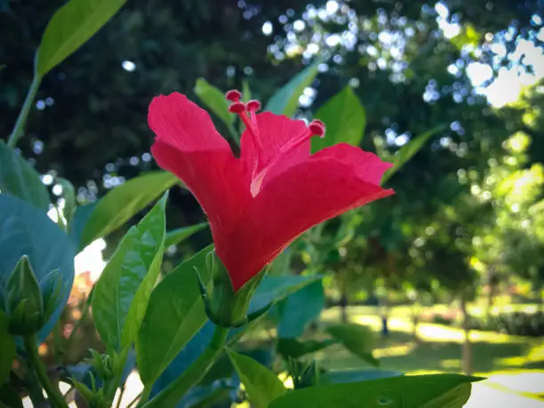 Beautiful Red Blooming Chinese Hibiscus Flower Between In The Garden With Natural Bokeh Morning Sun Light