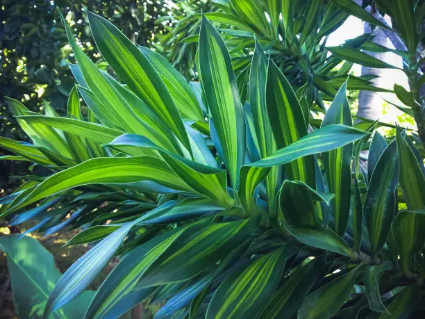 Beautiful Ornamental Plant Leaves Of Song Of India Or Dracaena Reflexa Grow In The Garden
