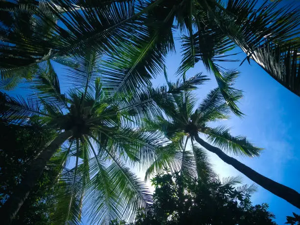 Beautiful Perspective View From Below Coconut Palm Trees And Bright Blue Sky