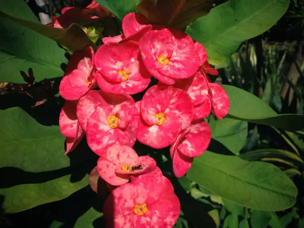 Fresh Blooming Red Flowers Of Euphorbia Milii Or Crown Of Thorns In The Warm Morning Sun