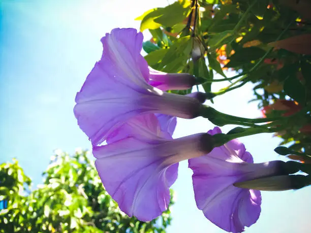 Bright Sky In The Morning With Beautiful Purple Flowers Of Cairo Morning Glory Or Ipomoea Cairica Vining Plant In The Garden