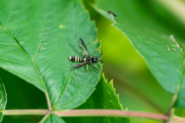 istock Black and Yellow Sawfly in Summer 1306769796