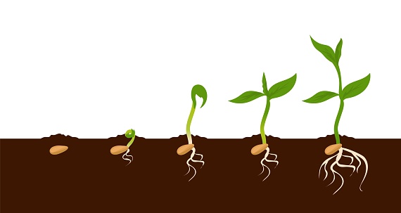Growing plant. Sprout growth process. Steps sequence of germinating seeds for seedlings. Development of vegetables in nature, appearance of roots and leaves. Vector evolution phases set
