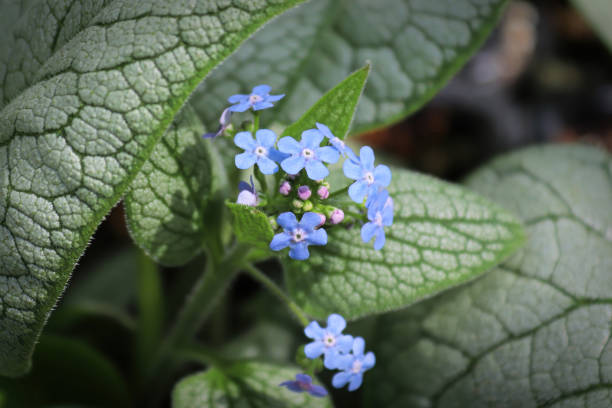 istock Delicate blue and purple flowers on a forget-me-not 1306770043
