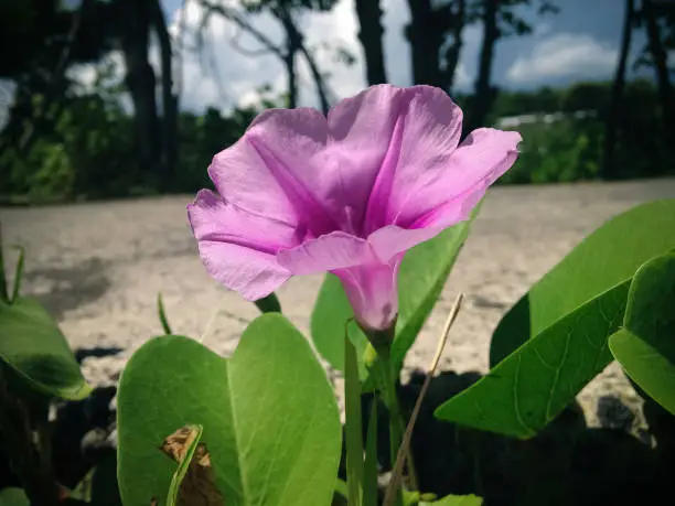 Creeping Vine Plant Of Beach Morning Glory With Purple Pink Flower Blooms Along The Coastal Road