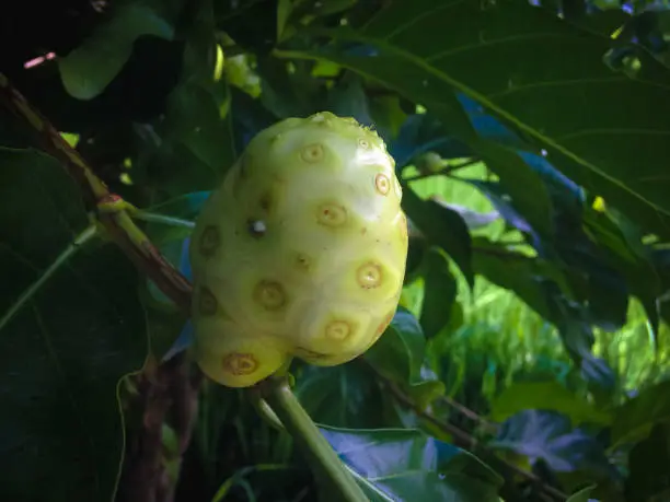 Young Fresh Fruit On The Tree Of Morinda Citrifolia Or Great Morinda Or Indian Mulberry Plant tree
