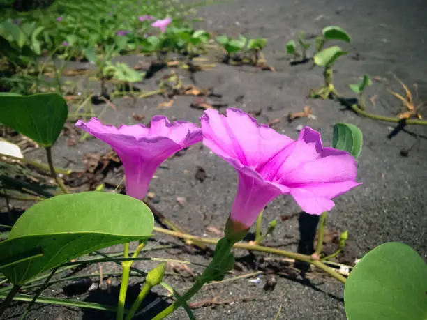 Beauty Sweet Purple Flowers Of Beach Morning Glory Or Goat's Foot Bloom On The Beach Sand On A Sunny Day