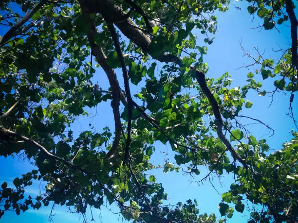 Natural Branches And Leaves Of Beach Shade Tree And The Blue Sky On A Sunny Day