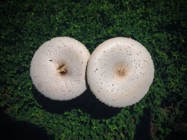 Top View Of Two White Mushrooms Blooming Of Macrolepiota Procera Or Parasol Mushroom Grow Between Green Leaves Of Creeping Tick Trefoil