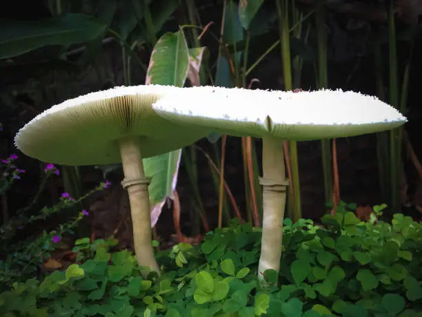 Two Beautiful White Mushrooms Of Macrolepiota Procera Or Parasol Mushroom Blooming Between Leaves Of Creeping Tick Trefoil