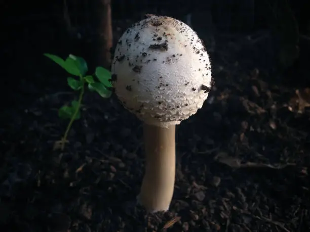 Type Of Young White Mushroom Of Macrolepiota Procera Or Parasol Mushroom Thrives On The Ground