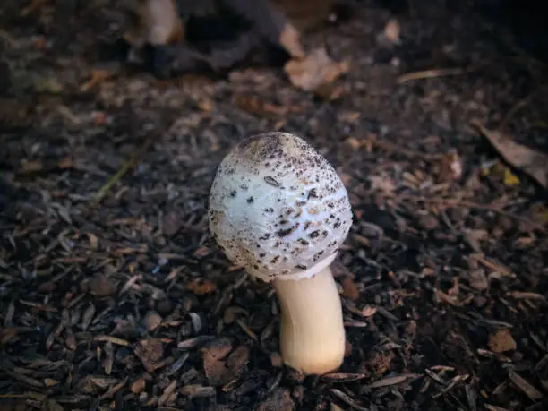 Very Young White Wild Mushroom Of Macrolepiota Procera Or Parasol Mushroom Growing In The Yard