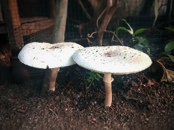 Two Wild White Mushrooms Of Macrolepiota Procera Or Parasol Mushroom Blooming Besides The Chicken Coop