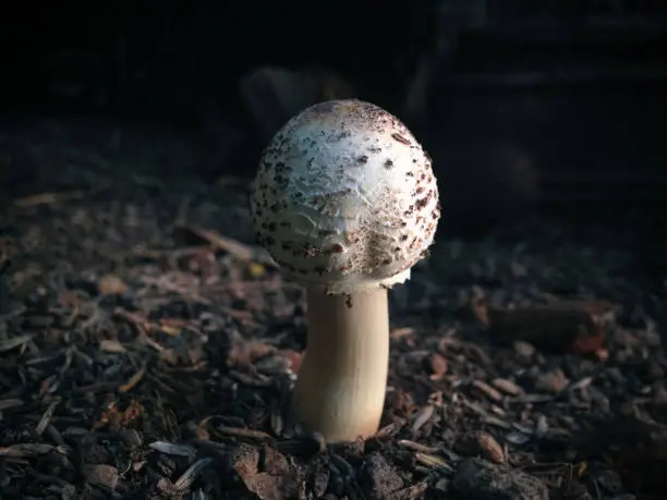 Young Tiny Wild Mushroom Of Macrolepiota Procera Or Parasol Mushroom Growing On The Ground