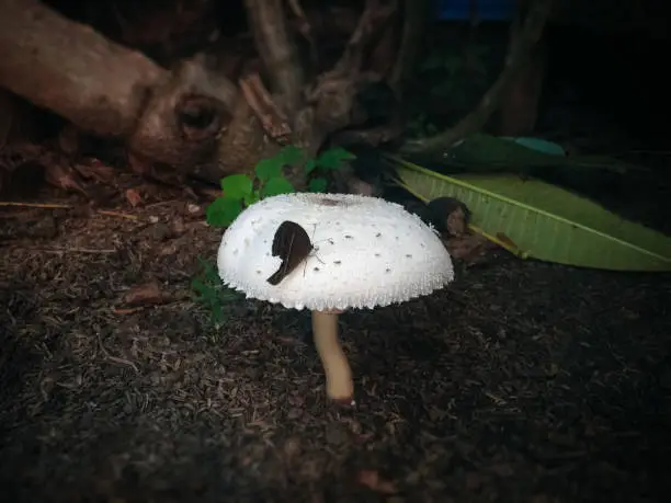 Black Butterfly Perch On Beautiful White Wild Mushroom That Grows On The Ground