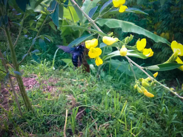 Flying Black Bee Melissodes Bimaculata Looking For Flowers Of Pigeon Pea Or Cajanus Cajan Plant In The Farm Field