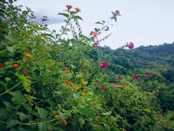 Natural Wild Flower Plants Lantana Camara And Bougainvillea Growing Wild In The Fields, Ringdikit, North Bali, Indonesia