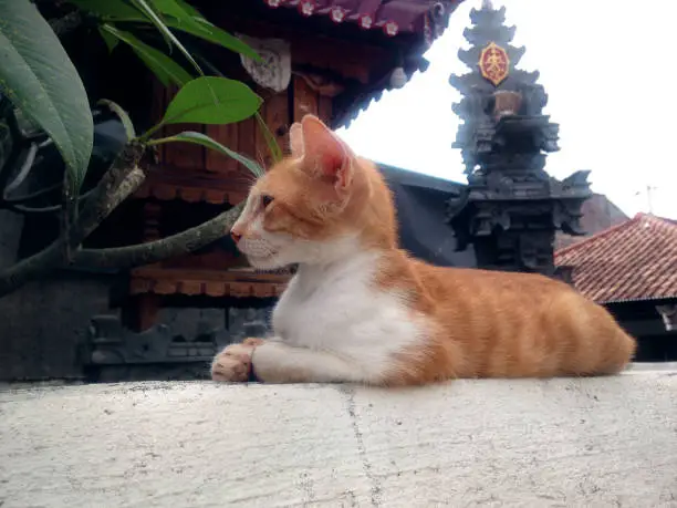 Sphinx Cat Pose Of Young Cat On The Wall Of Balinese House Shrines