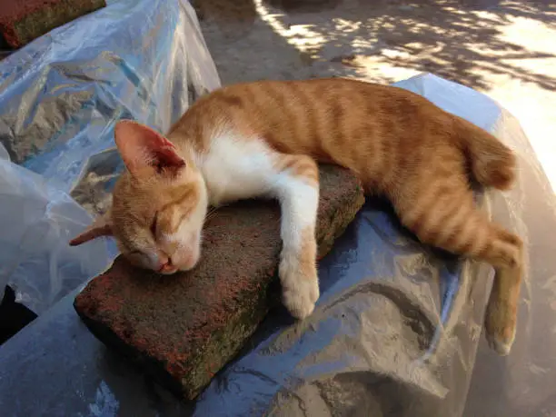 Young Brown And White Cat Sleeping Casually On A Brick In The House Yard