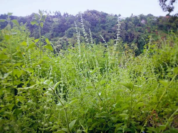 Natural Bush And Wild Plants Growing Wild In Agricultural Area At The Village, Ringdikit, North Bali, Indonesia