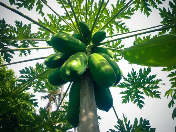Papaya Tree Bearing Fresh Fruits In The Fields Of Agricultural Area