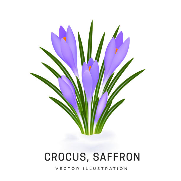 ilustrações, clipart, desenhos animados e ícones de crocus sativus, flor de açafrão violeta. arbusto de uma planta de flores da primavera. a flor cresceu debaixo da neve. objeto isolado no fundo branco - crocus violet flower purple