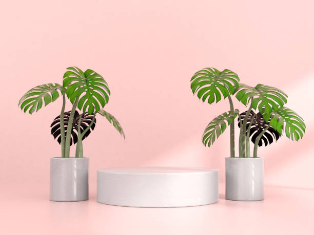 istock Monstera Plant in Pot, Isolated 1306775511