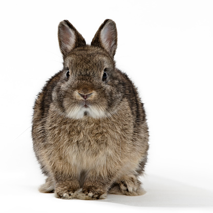 Front view of Dwarf rabbit, 6 months old, white background stock photo