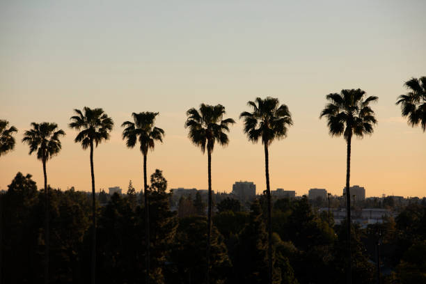 Anaheim, California Palm lined sunset view of the downtown skyline of Anaheim, California, USA. anaheim california stock pictures, royalty-free photos & images