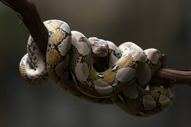 istock Reticulated phyton coiled its body around a tree branch 1306782877