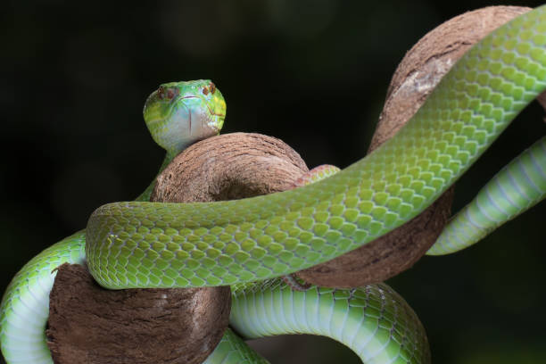 istock White-lipped island pit viper in dark background 1306782918