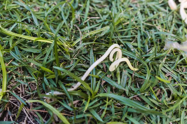 Photo of A bunch of dog roundworms, or Toxocara canis, ejected on the grass from a puppy's vomit.