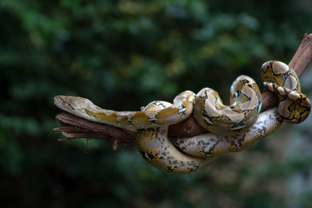 istock Reticulated phyton coiled its body around a tree branch 1306783000