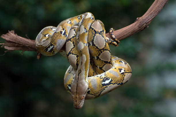 istock Reticulated phyton coiled its body around a tree branch 1306783024