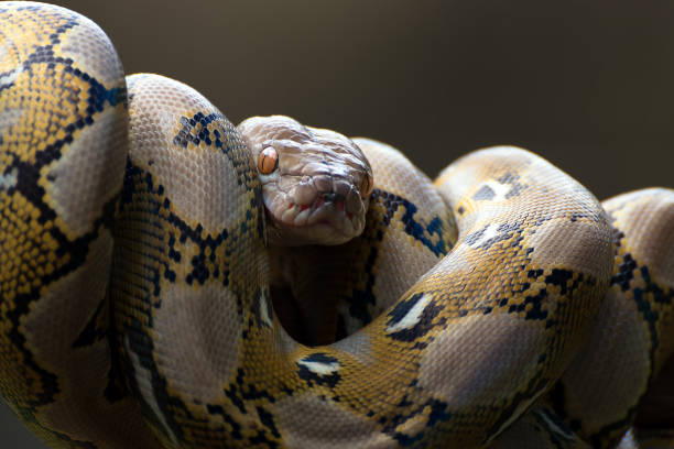 istock Reticulated phyton coiled its body around a tree branch 1306783130