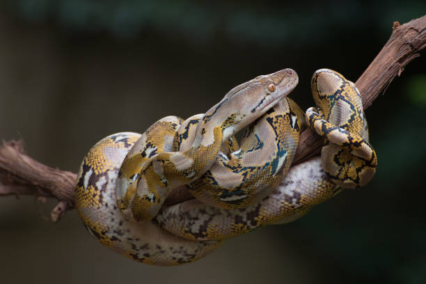 istock Reticulated phyton coiled its body around a tree branch 1306783156