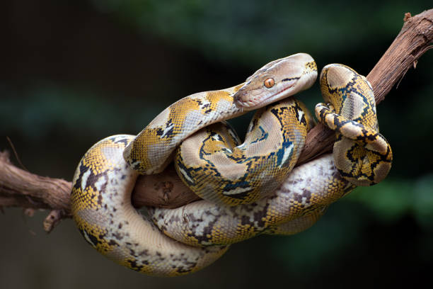 Reticulated phyton coiled its body around a tree branch stock photo