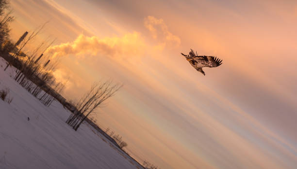 Juvenile Bald Eagle Soaring over a frozen body of water