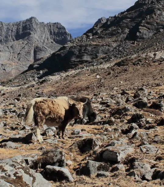 Domestic yaks (bos grunniens) are grazing in alpine valley near sela pass, Arunachal Pradesh, north east india