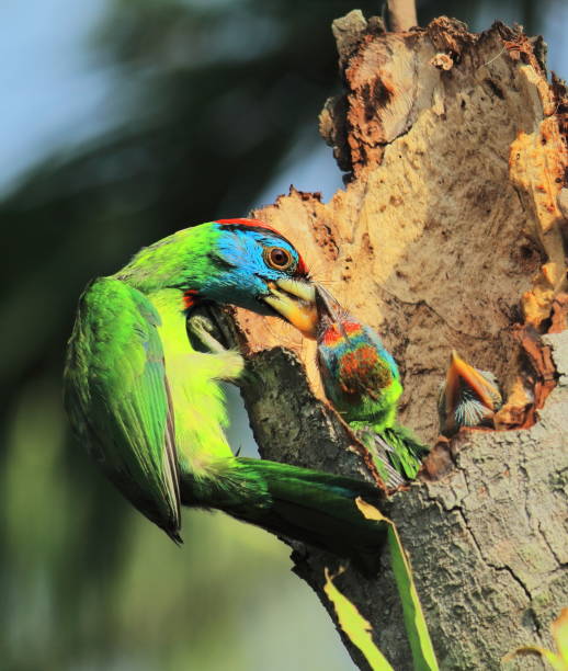 istock nesting of blue throated barbet in summertime 1306786662