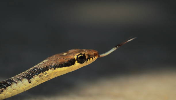 vista de cerca de la serpiente de árbol de bronce no venenosa (dendrelaphis tristis), selva tropical en la india - non rural scene fotografías e imágenes de stock