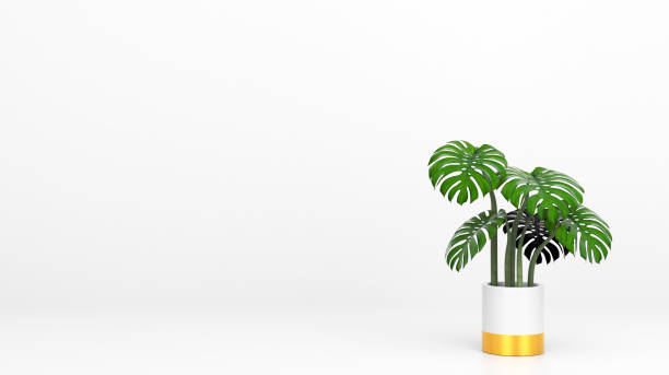 istock Monstera Plant in Pot with Copyspace, Isolated 1306788075