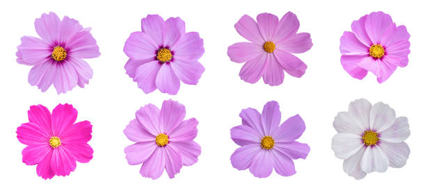 istock Set of Cosmos flower isolated on white background 1306788151
