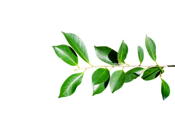 istock Green leaves branch isolated on white background 1306788165
