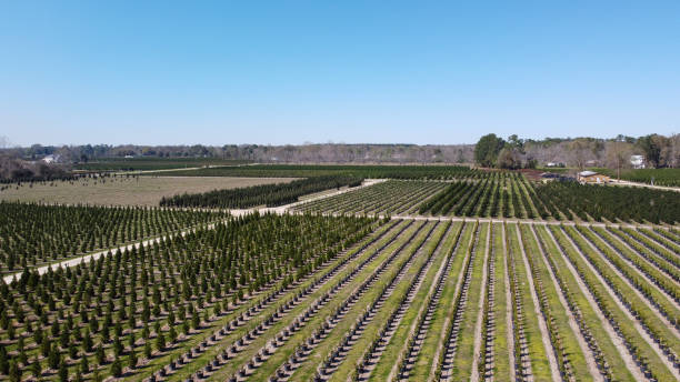istock Rows of trees on a farm 1306791494