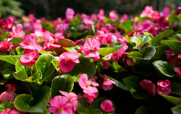 istock single bee on pink flower garden and sun light on focus 1306791560