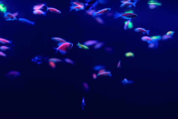 Neon Glow Fish Color Freshwater Aquarium Underwater In The Neon Light The  Screen Is Dark Aquarium Blurry Background Selective Focus Stock Photo -  Download Image Now - iStock