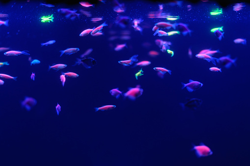 Neon Glow Fish Color Freshwater Aquarium Underwater In The Neon Light The  Screen Is Dark Aquarium Blurry Background Selective Focus Stock Photo -  Download Image Now - iStock