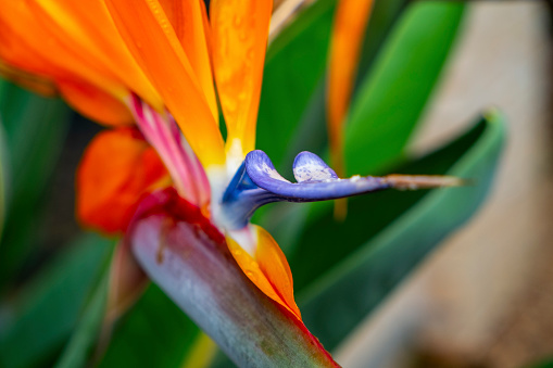 Image of Bird of paradise flower with yellow and blue petals in pretty display in front of garden of plants