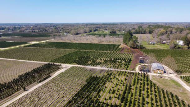 istock Birds Eye view of a Tree Farm 1306795011